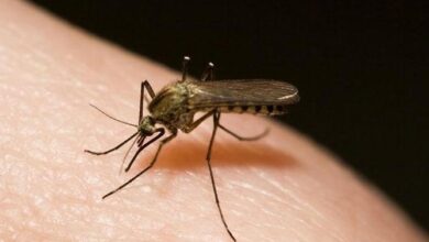 Photo of OSEČINA: Obaveštenje o dezinsekciji – uništavanje odraslih jedinki komaraca